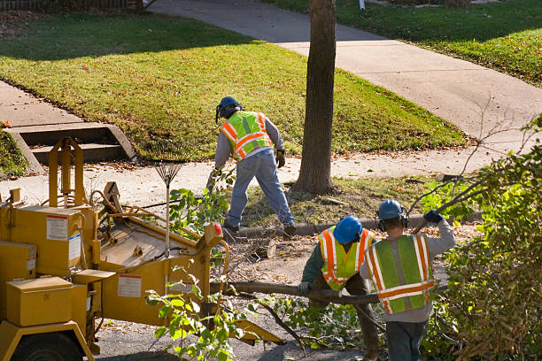 Best Tree Removal Near Me  in Williamsport, PA